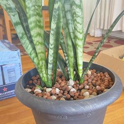 Plant Snake For Home , Good Conditions (4 Plants Together) In Nice Pot