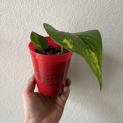 Golden Pothos / Stranger Things 