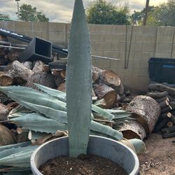 Nice Penkas $3 Each Let Me Know Mesa Az Area 