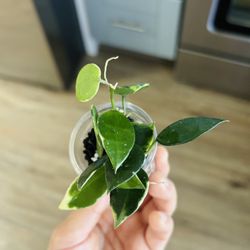 Hoya Lacunosa Asami