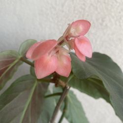 Blooming Salmon Flowers Begonia Plant, In 1 Gallon Pot Pick Up Only