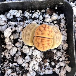 Succulent, Lithops Living Rocks 