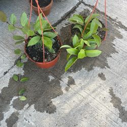  planta de Hoya. 10. Cada. Ima