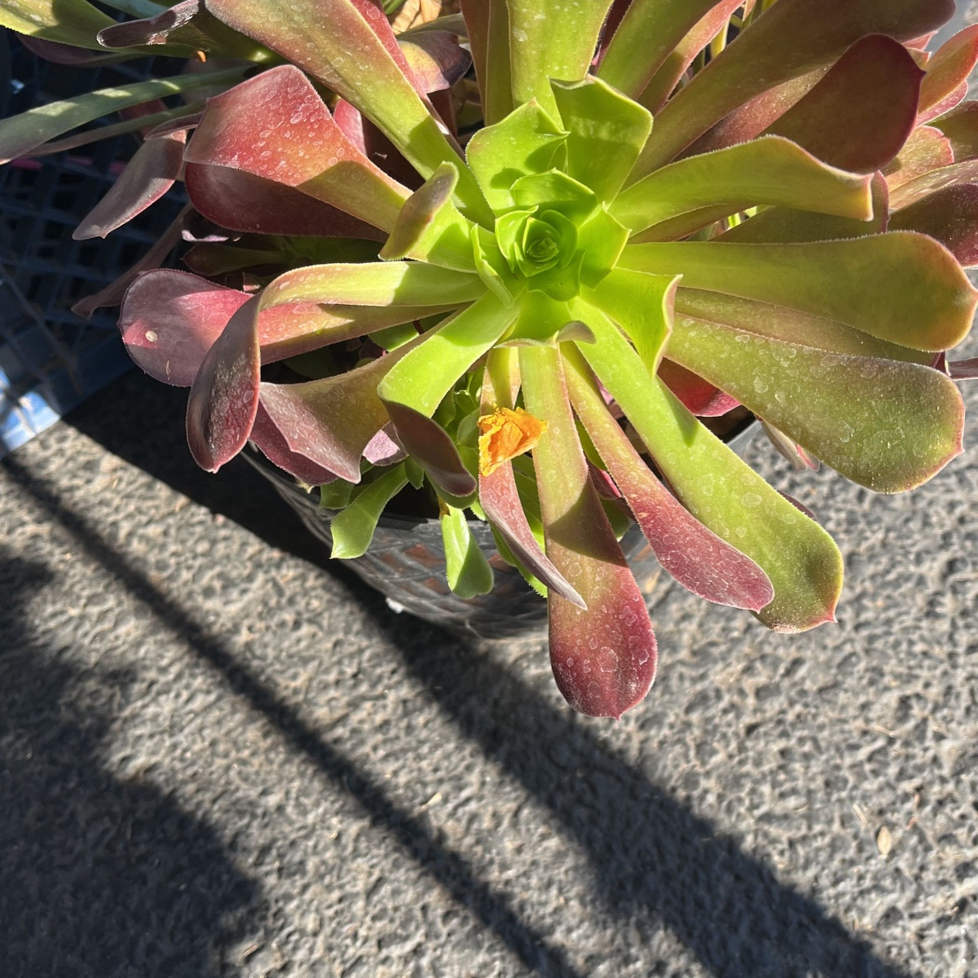 SUCULENTA