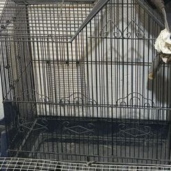Bird Cage 