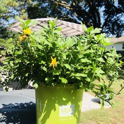 MUMS PLANT BLOOMING YELLOW 🪴🪴