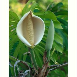 Mostera Deliciosa Plant 3gal Plantas De Mostera Deliciosa En 3gal