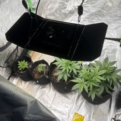 Grow Tent 