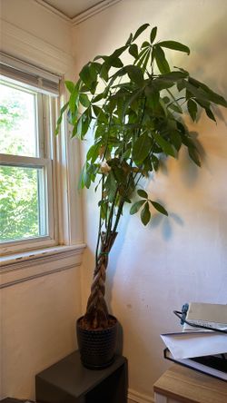 Fig Tree (5’)