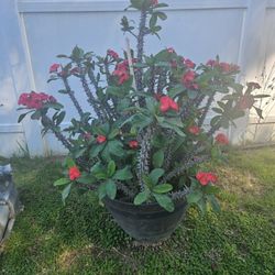 Corona De Cristo  4 Feet Tall