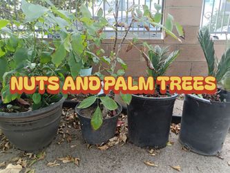 Nuts and Palm trees
