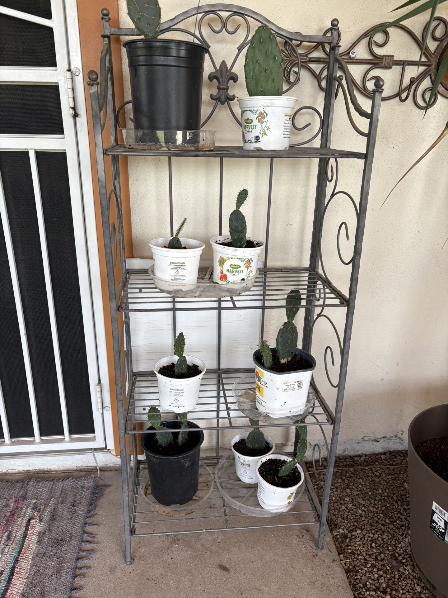 Prickly Pear Cactus
