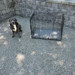 Dog Crate