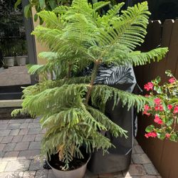 FREE 4 Ft Norfolk pine Tree Plant 