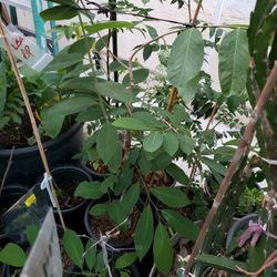 Assortment Of Grafted Atemoya Trees
