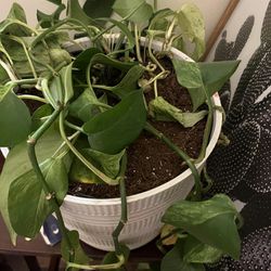 Pothos Plant 