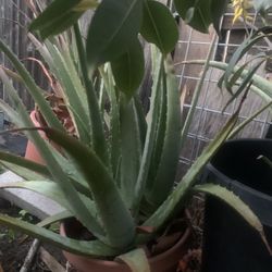 Aloe Vera $25