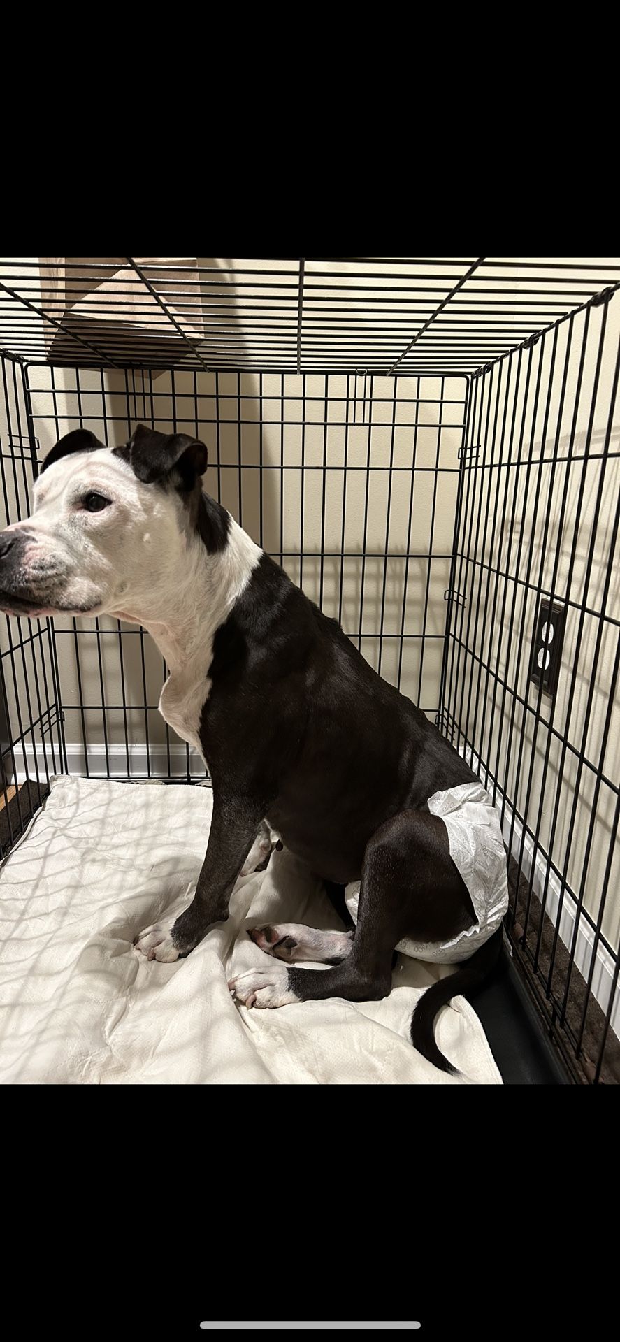 28” wide X 28” Tall X 43” long Dog Crate (dog Not Included)