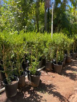 Podocarpus Trees- Bougainvillea- Boxwood- Bottlebrush- Hibiscus- Lavender- Jasmine- Honeysuckle- Bird Of Paradise- Ficus- 5 Gallon Size
