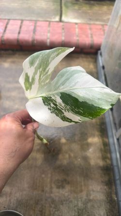 Monstera Albo