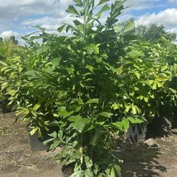 Fishtail Palms Only $58 Instant Privacy Hedge For Fence 