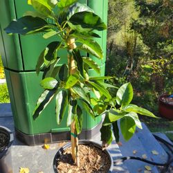 Avocado TREE