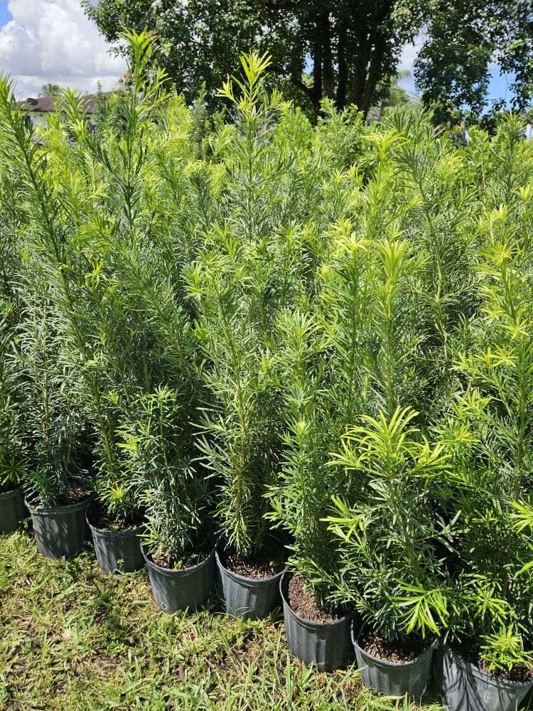 podocarpus over 3 feet tall Instant Privacy Hedge For Fence