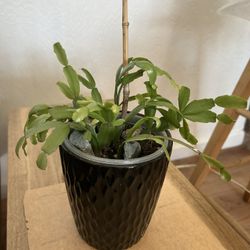 Christmas Cactus Succulent 