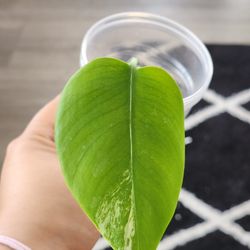 Monstera Albo [Rooted) 