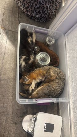 Box of taxidermy !!