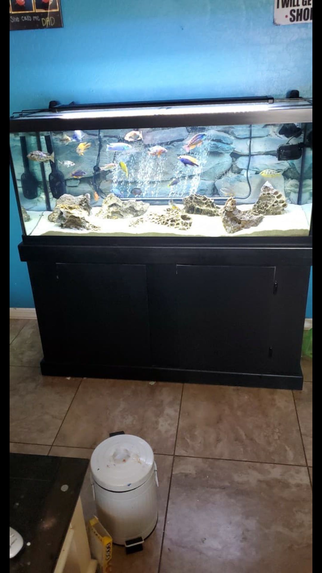 Gorgeous fish tank / Aquarium