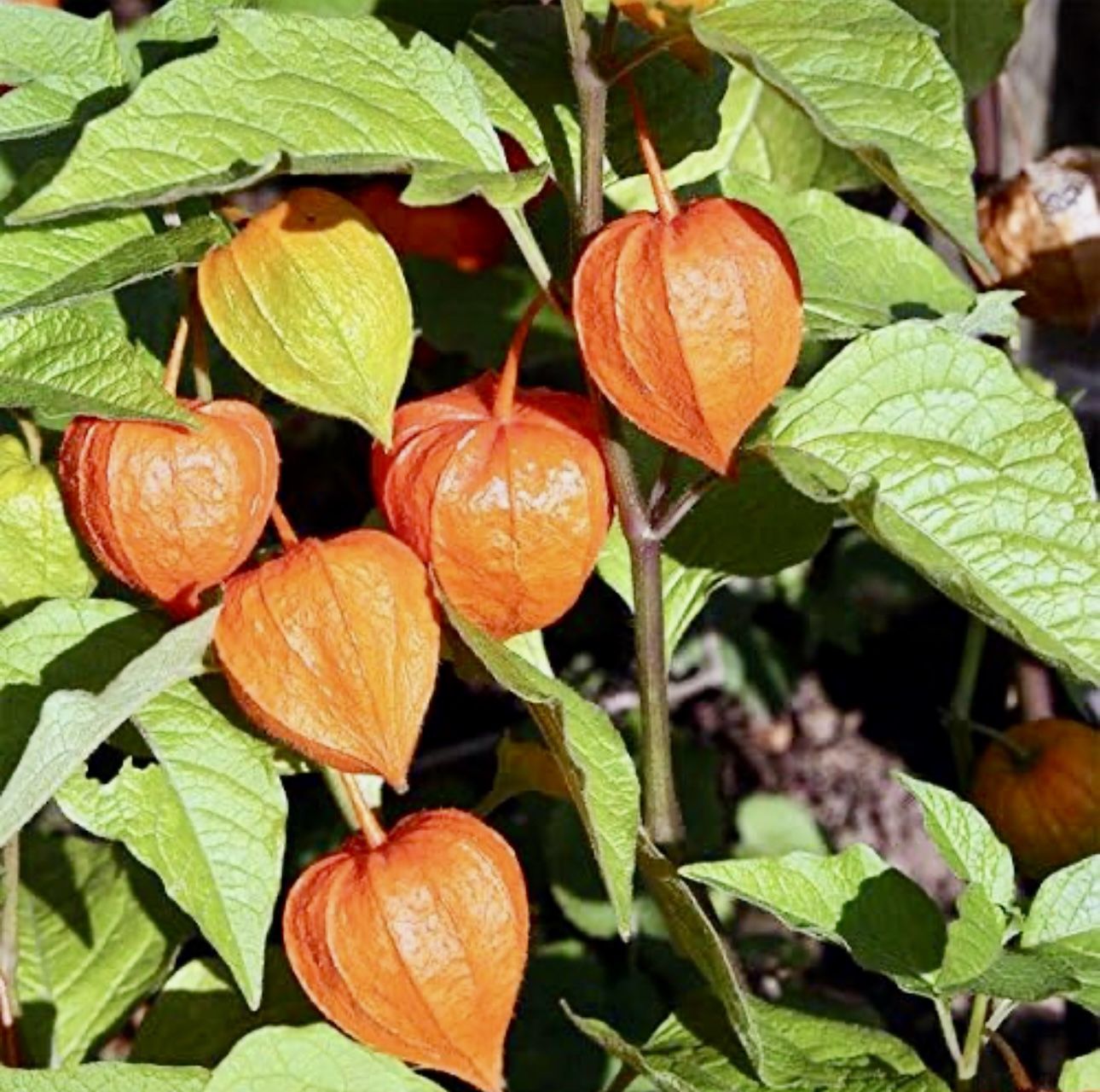 4 Chinese Orange Lantern Plants
