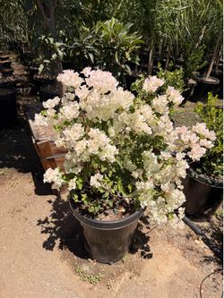 White Bougainville 15 gal pot