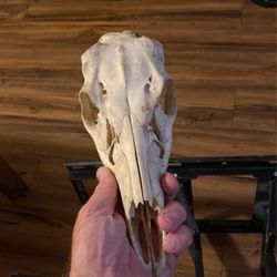Whitetail Deer Skull