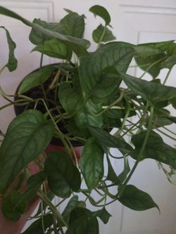 Monstera Siltepecana 6inch