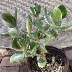 Arbol deJade  Blanco 