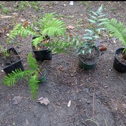Perennial Ferns For Sale (read Description Below)