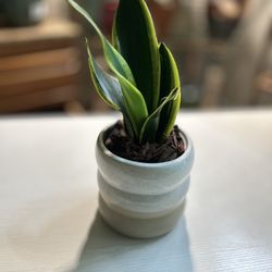 Snake plant-indoor decorative