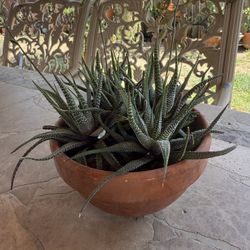 Small Succulent Plant 