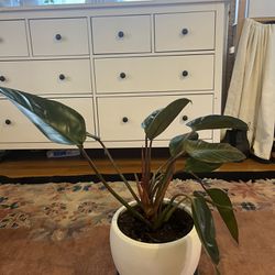 medium Philodendron plant in ceramic pot - $60 
