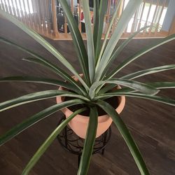 Full grown Pineapple Plant