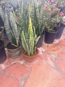 Snake Plants Houseplant $20 Each 
