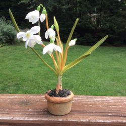 Artificial Flower In Pot  Looks Real