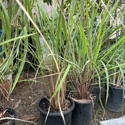 Lemon Grass Plant (Te  de  limón Planta)