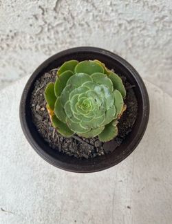 3 Inch Pot Succulent Plant - Aeonium Undulatum - Saucer Plant - Rooted & Established - Drought Resistant 🪴