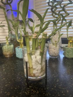 4 Straight Stalk Bamboo In Clear Vase With Rocks
