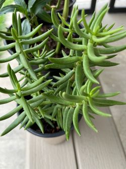 Succulent plant $3