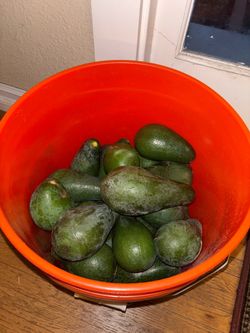 Avocados - Fuerte