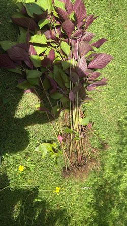 Perilla Leaves - Sesame Leaves