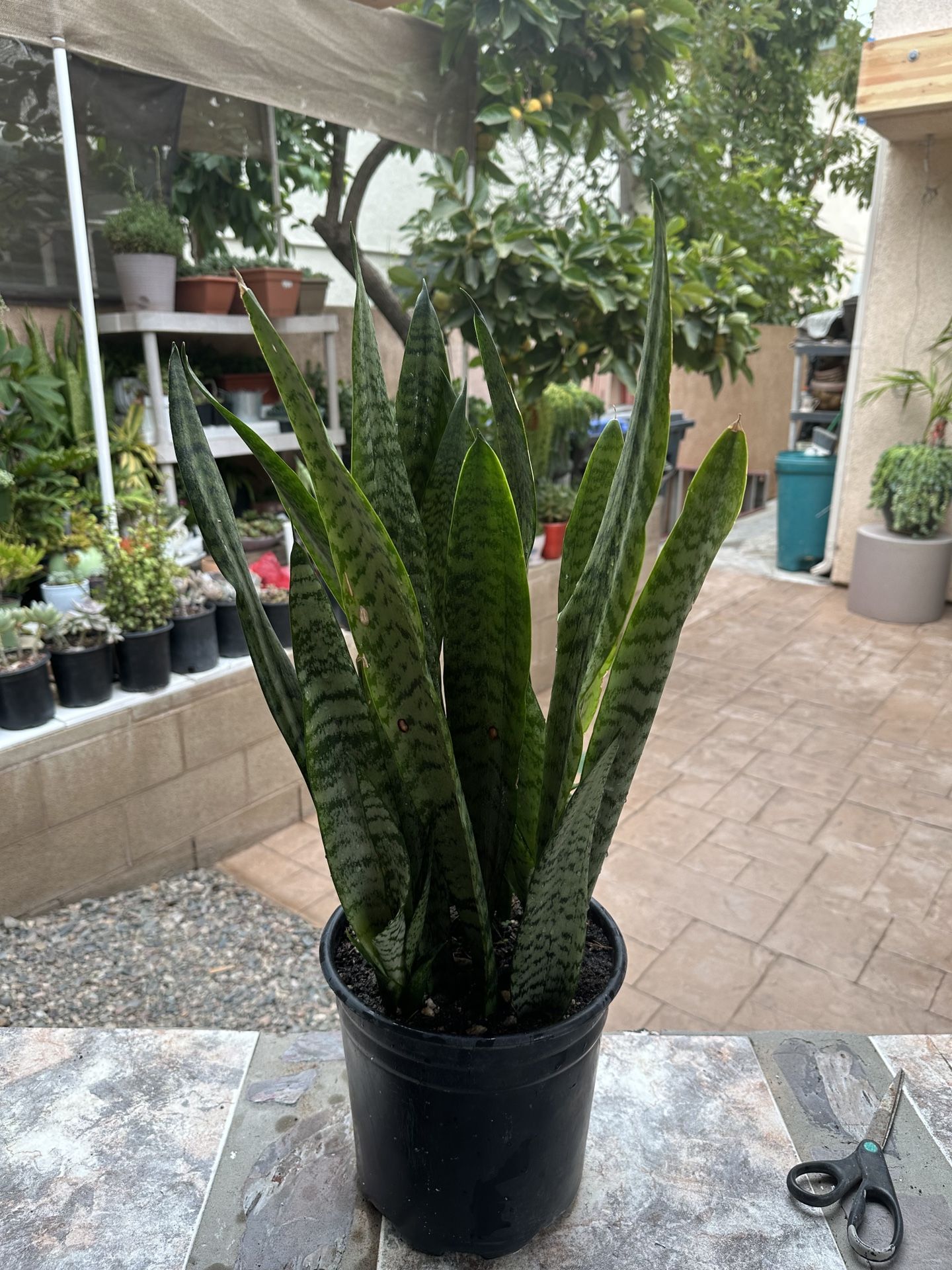 Snake Plant